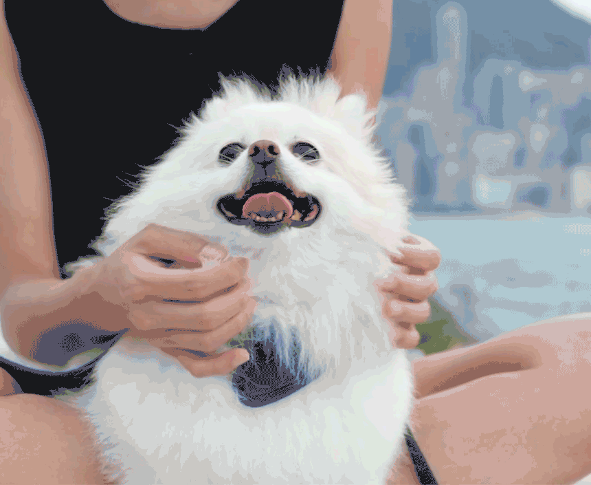 54027713007674262402_0.gif